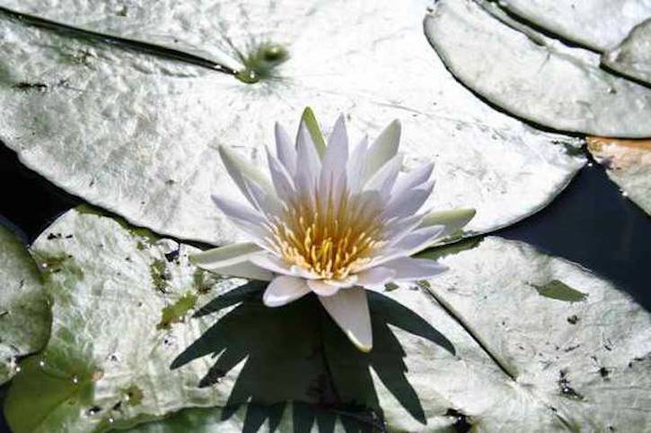 mindflness lotus flower